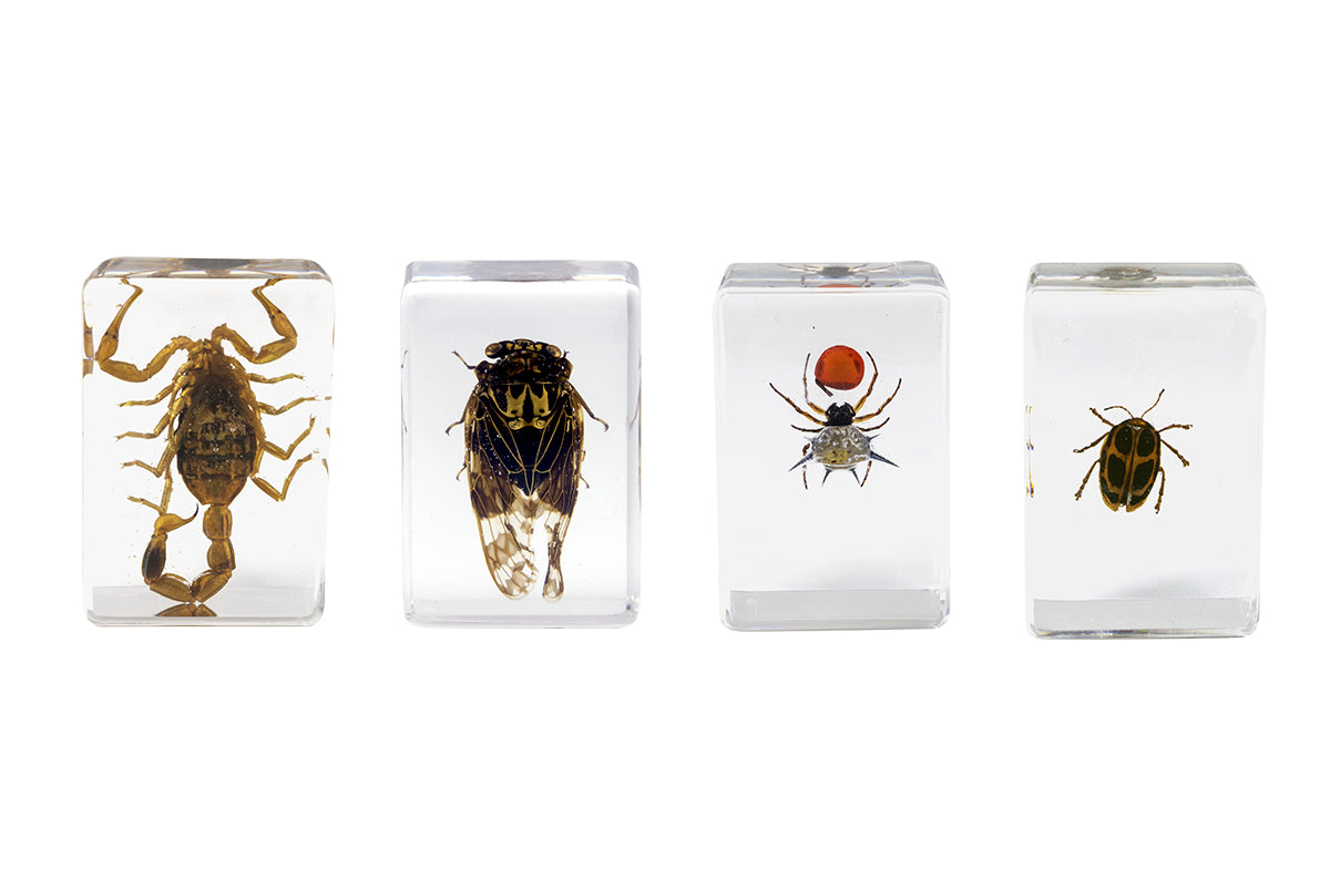 3D Bug Specimen Kit #4 - Realistic Insect Models for Science Education & Home Decor | Perfect for Classroom, Kids Learning & Nature Lovers
