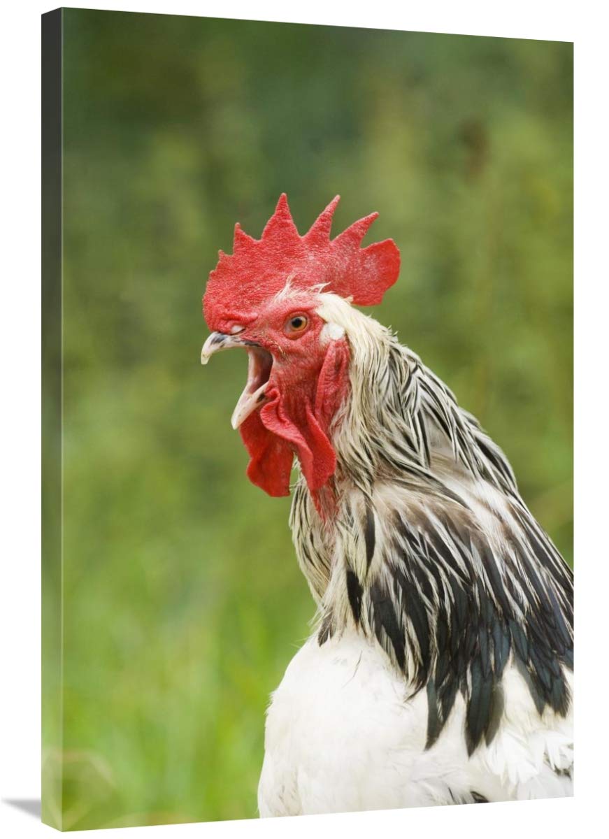 Light Sussex Cockerel Canvas Art - 24x36 Inch Close-Up Portrait of Domestic Chicken Head & Neck - England Farmhouse Decor, Country Kitchen Wall Art, Rustic Home Office Decor