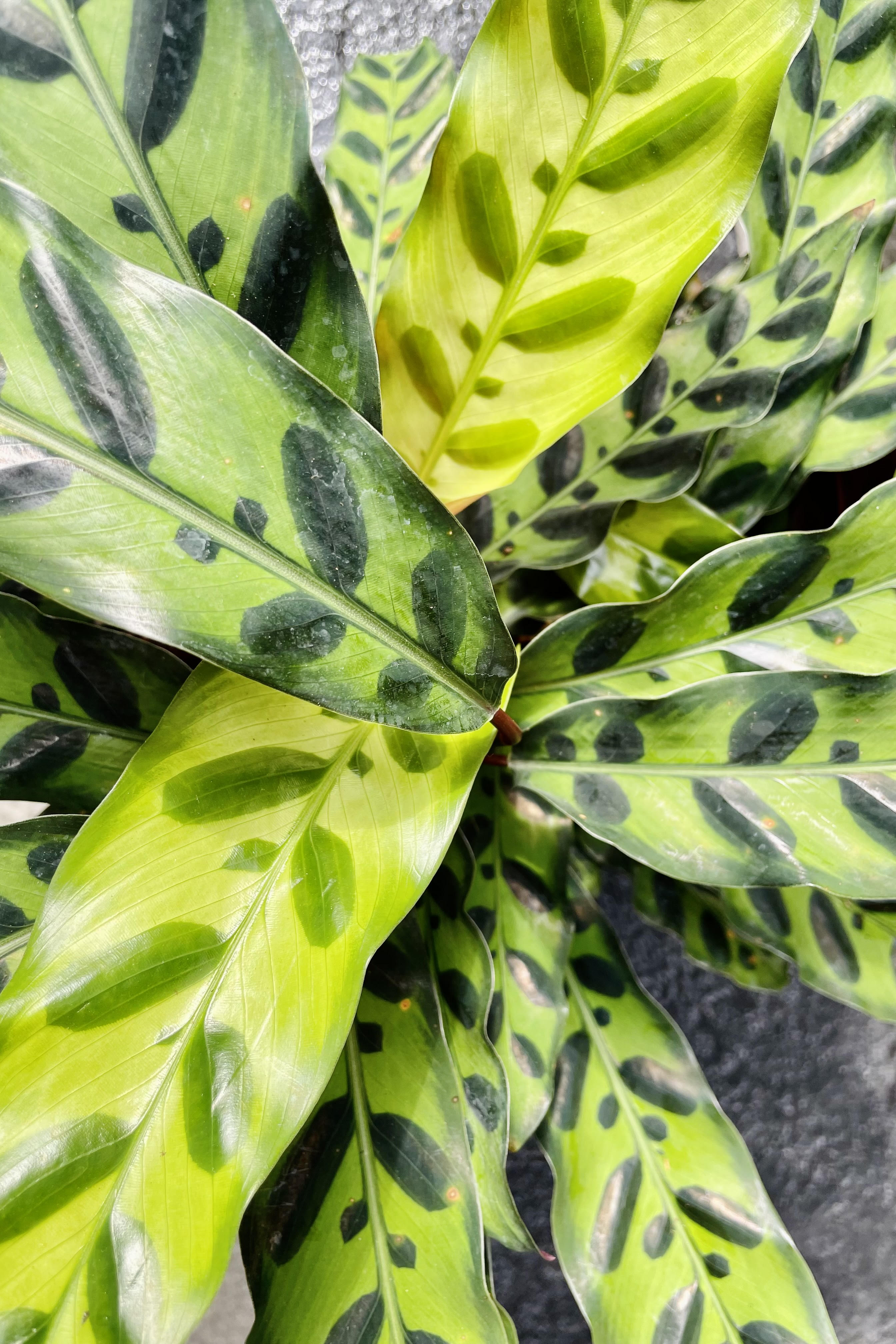 Calathea Lancifolia 8 Inch - Rattlesnake Prayer Plant - Low Light Indoor Houseplant for Home, Office, and Living Room Decor