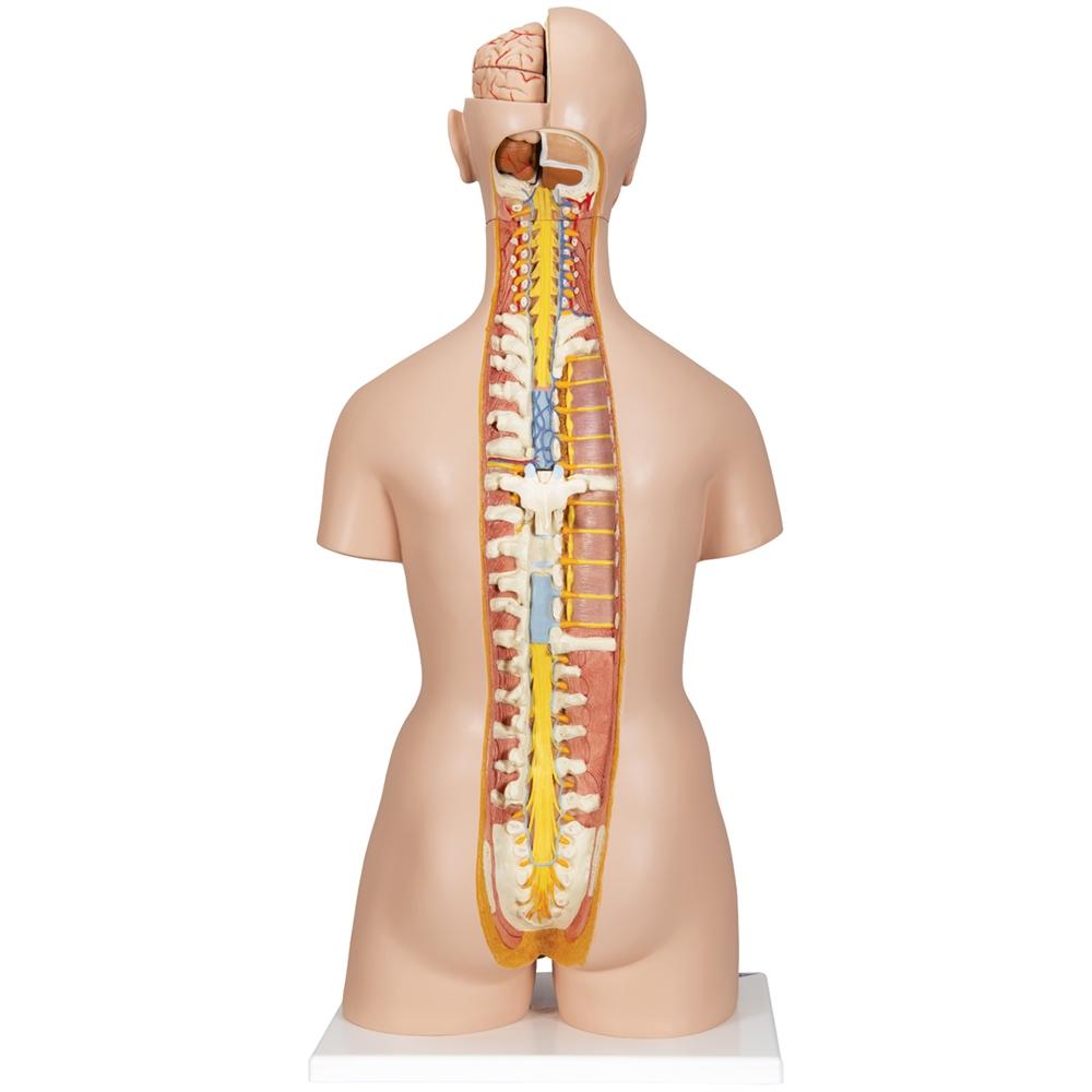 28-Part Dual Gender Torso with Open Back - Perfect for Medical Training, Anatomy Study & Art Reference