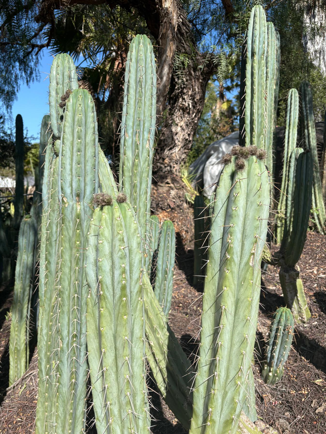 RB Trichocereus Bridgesii Cactus Cutting - 8 Inch Live Plant for Gardening & Home Decor | eBay Exclusive #EC283 | Perfect for Succulent Gardens, Xeriscaping & Indoor Plant Displays