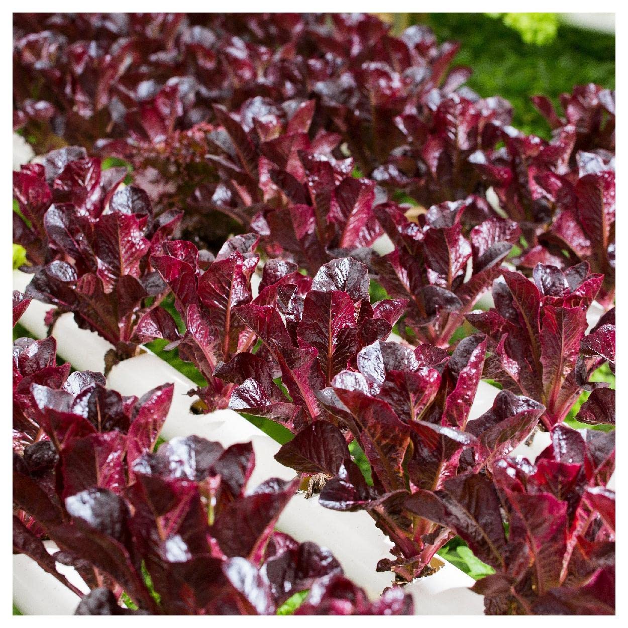 Organic Rouge de Hiver Romaine Lettuce Seeds 1 Lb - Non-GMO, Heirloom, Open Pollinated - Perfect for Home Gardening, Hydroponics & Fresh Salads - Gold Vault Packet by Everwilde Farms