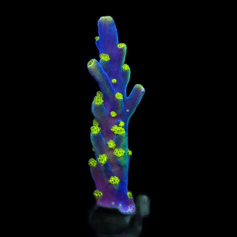 Premium Garf Bonsai Acropora Coral for Saltwater Aquariums - Vibrant Live Coral for Reef Tanks & Marine Aquascaping