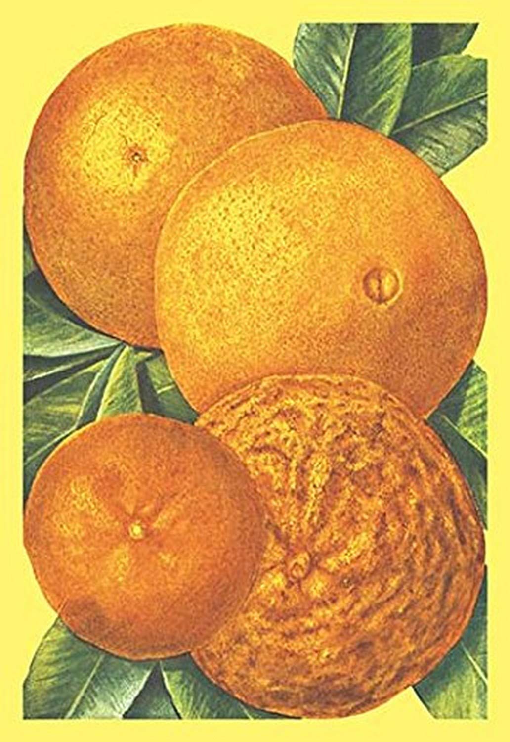 Buyenlarge 'Oranges' Vintage Fruit Art Print - 20x30 Inch Wall Poster for Kitchen, Dining Room & Home Decor