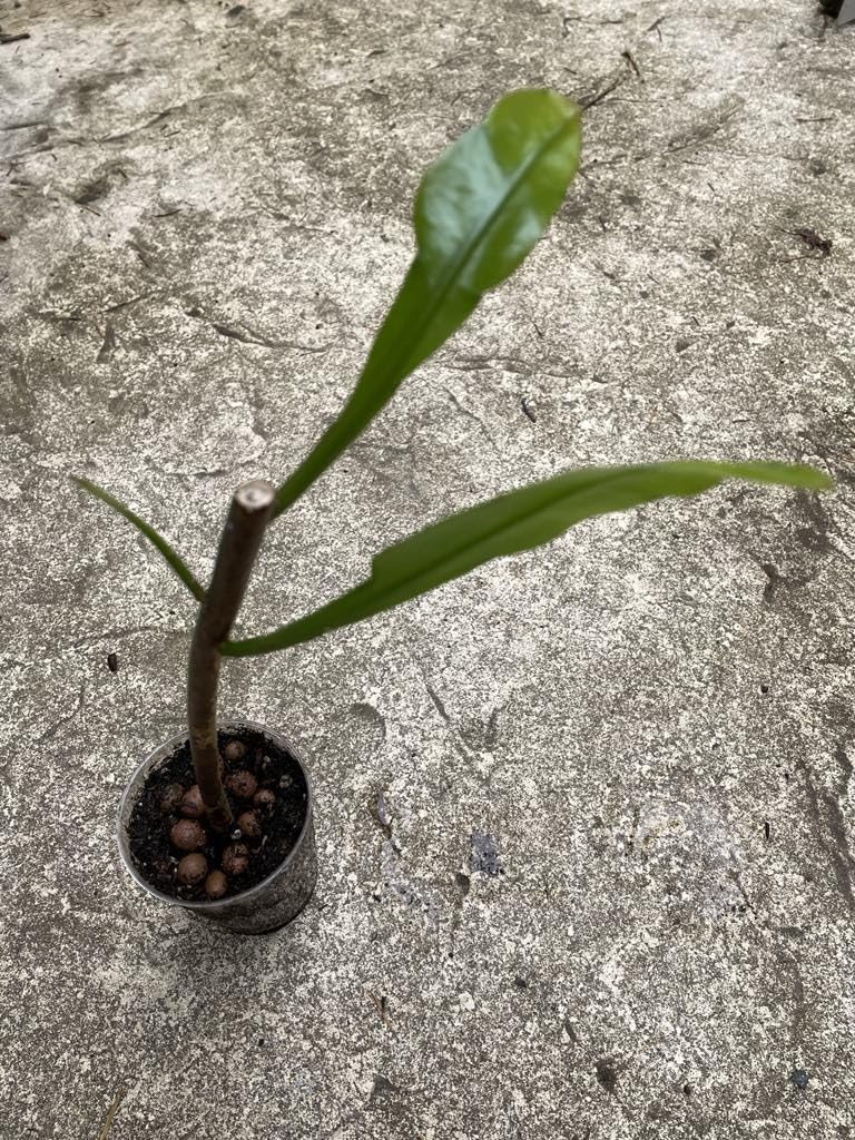 Epiphyllum 'Queen of the Night' Rare Cactus Plant - Rooted Cutting for Garden & Home Decor - Perfect for Indoor Houseplants, Outdoor Gardens, and Floral Arrangements