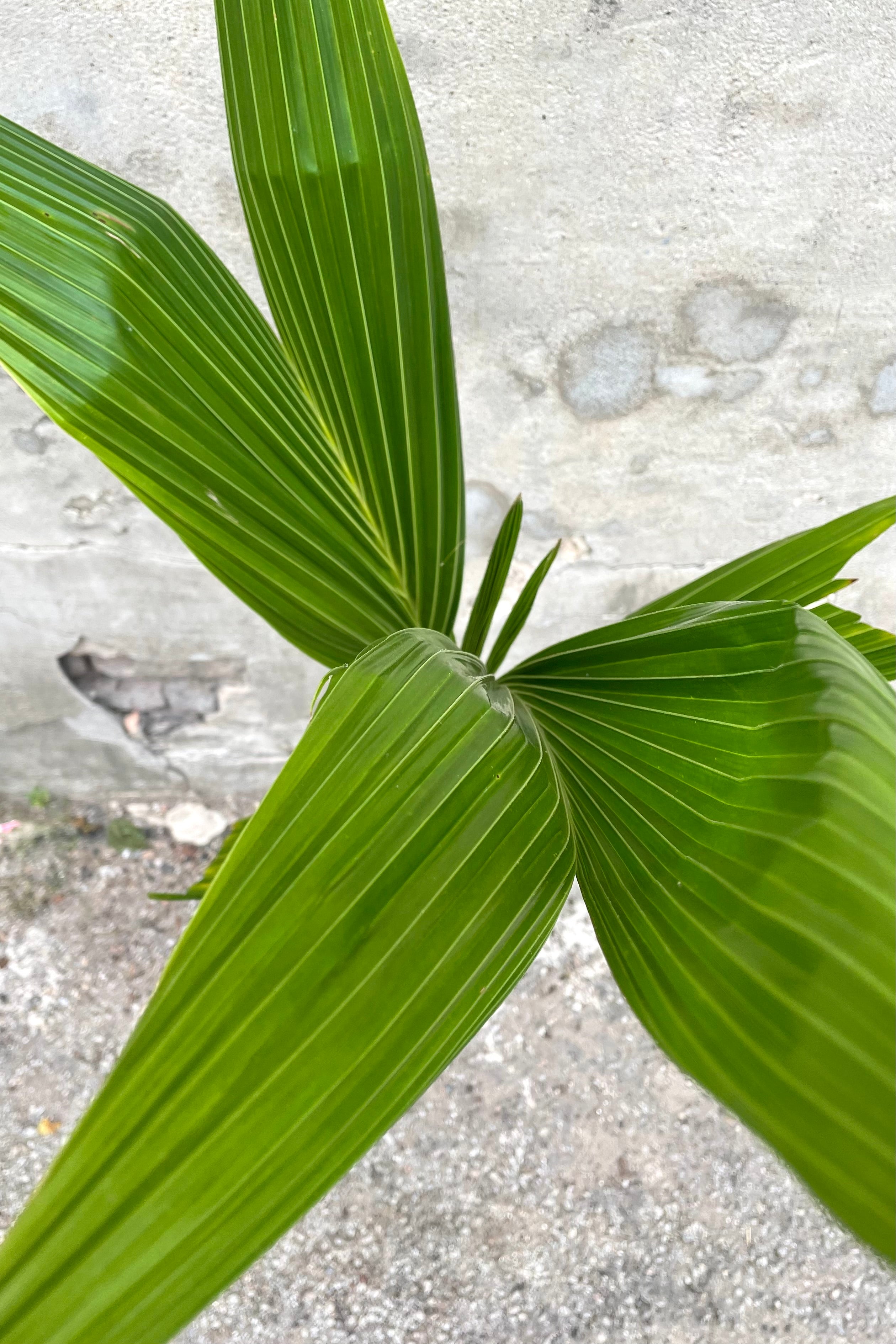 Organic Coconut Palm (Cocos nucifera) - 10 Pack Fresh Coconuts for Cooking, Hydration & Tropical Decor | Perfect for Smoothies, Baking & Beach-Themed Parties