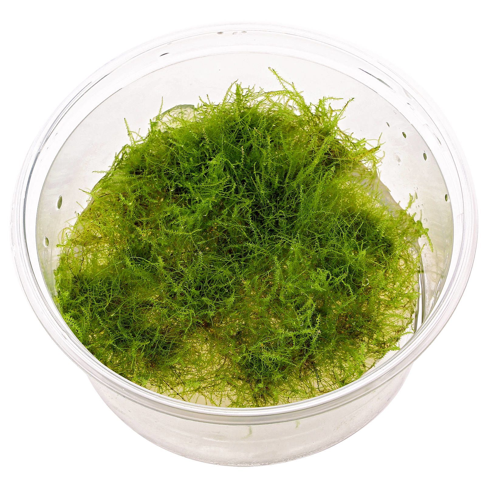 Dennerle Amblystegium Serpens TC - Premium Aquatic Moss for Planted Aquariums | Perfect for Shrimp Tanks, Aquascaping & Natural Decor