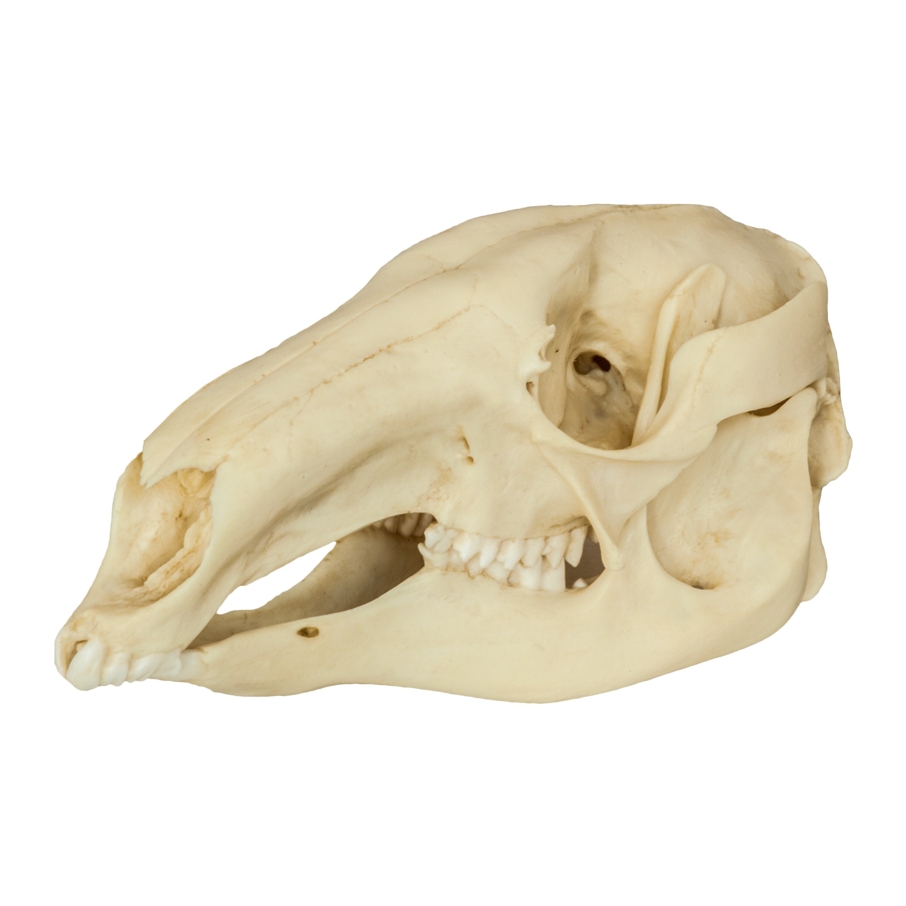 Authentic Replica Red Kangaroo Skull - Lifelike Animal Skull Model for Home Decor, Halloween Props, and Educational Displays
