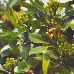 Pure Clove Leaf Redistilled Essential Oil from Indonesia - Aromatherapy, Massage & DIY Skincare