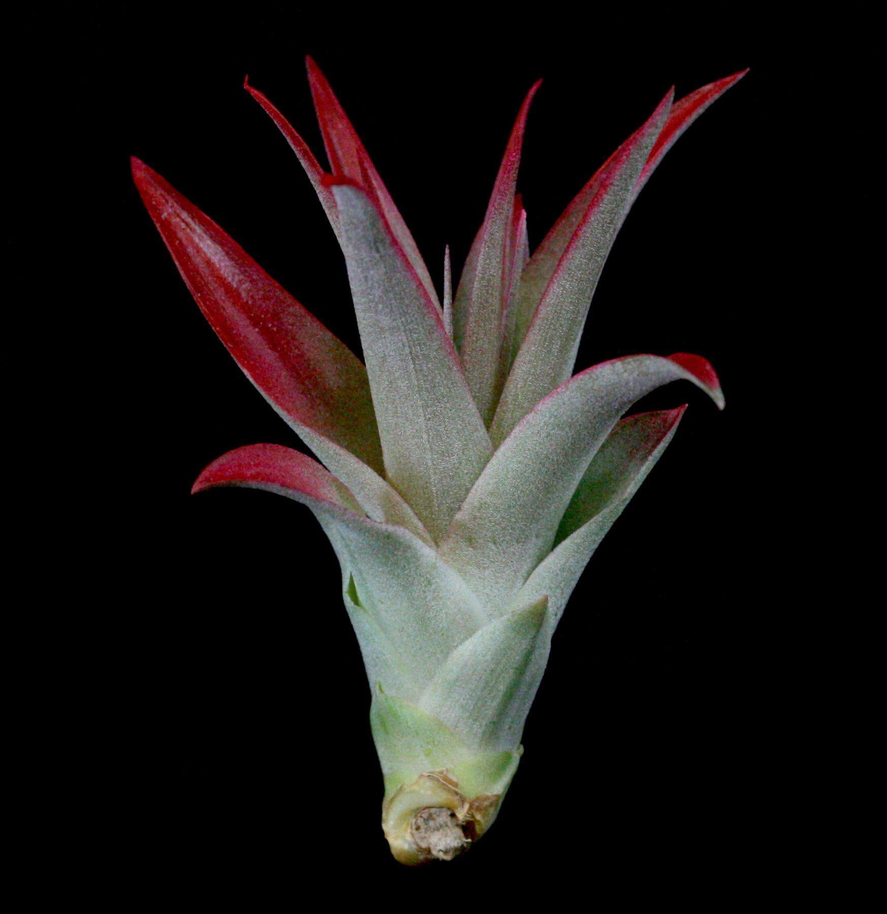 Tillandsia Brachycaulos Air Plant - Easy Care Indoor Houseplant for Home, Office, and Terrarium Decor