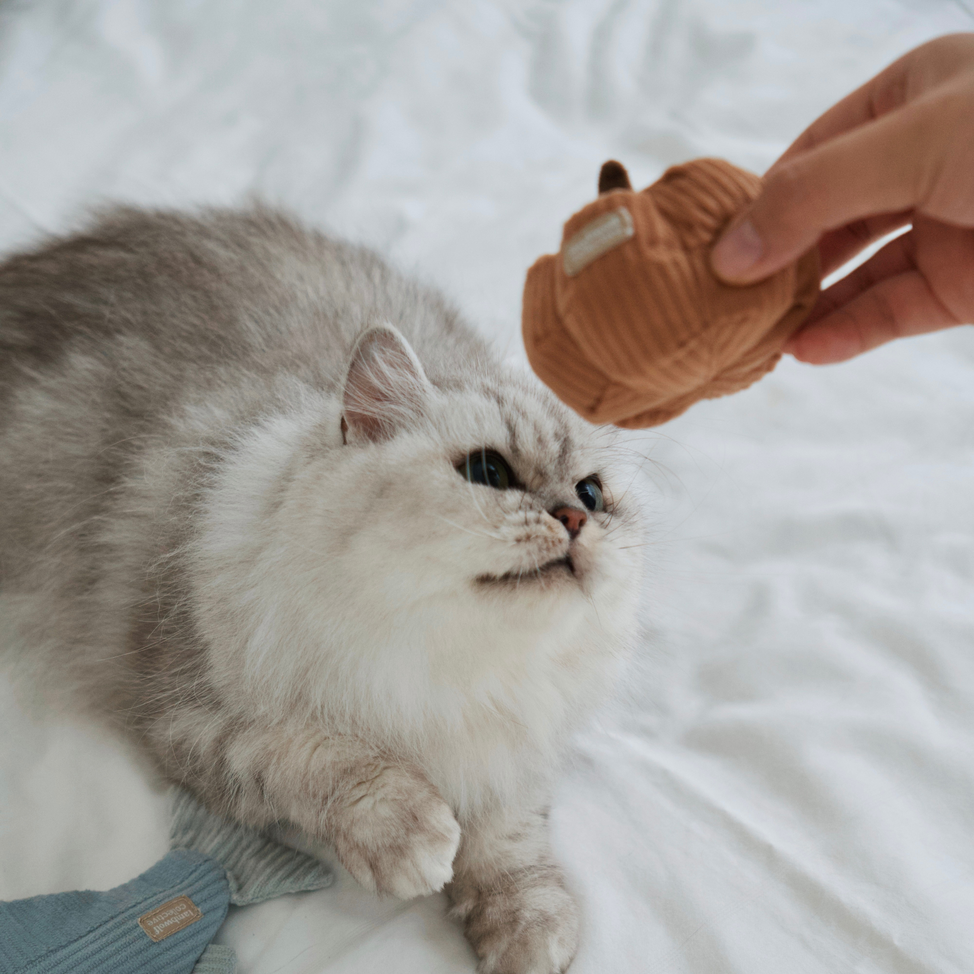 Organic Kitty Veggie Set - Healthy Cat Vegetable Treats for Indoor & Outdoor Cats - Perfect for Training, Rewards & Snack Time