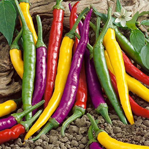 Organic Cayenne Blend Chili Pepper Seeds - Pack of 25 | Hot Pepper Seeds for Cooking, Sauces & Home Gardening | Park Seed Premium Quality