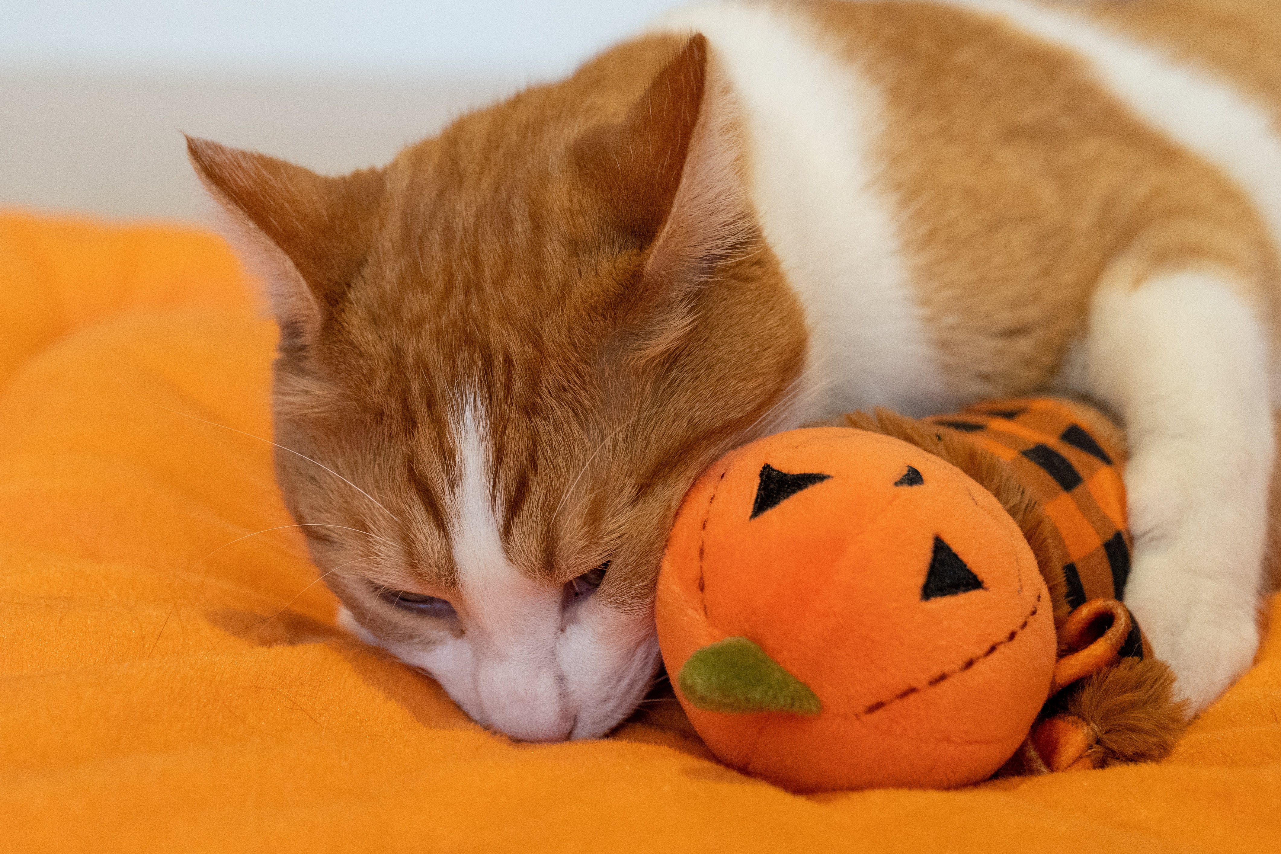 P.L.A.Y. Feline Frenzy Catnip Kicker Toy Set - Scarecrow Design for Cats | Interactive Kitten Play Toy with Organic Catnip | Perfect for Indoor Play & Stress Relief