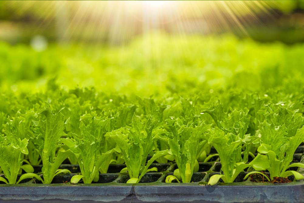Black Seeded Simpson Lettuce Seeds - 1000 Non-GMO Heirloom Open Pollinated (Lactuca Sativa) - Perfect for Home Gardens, Hydroponics & Organic Farming