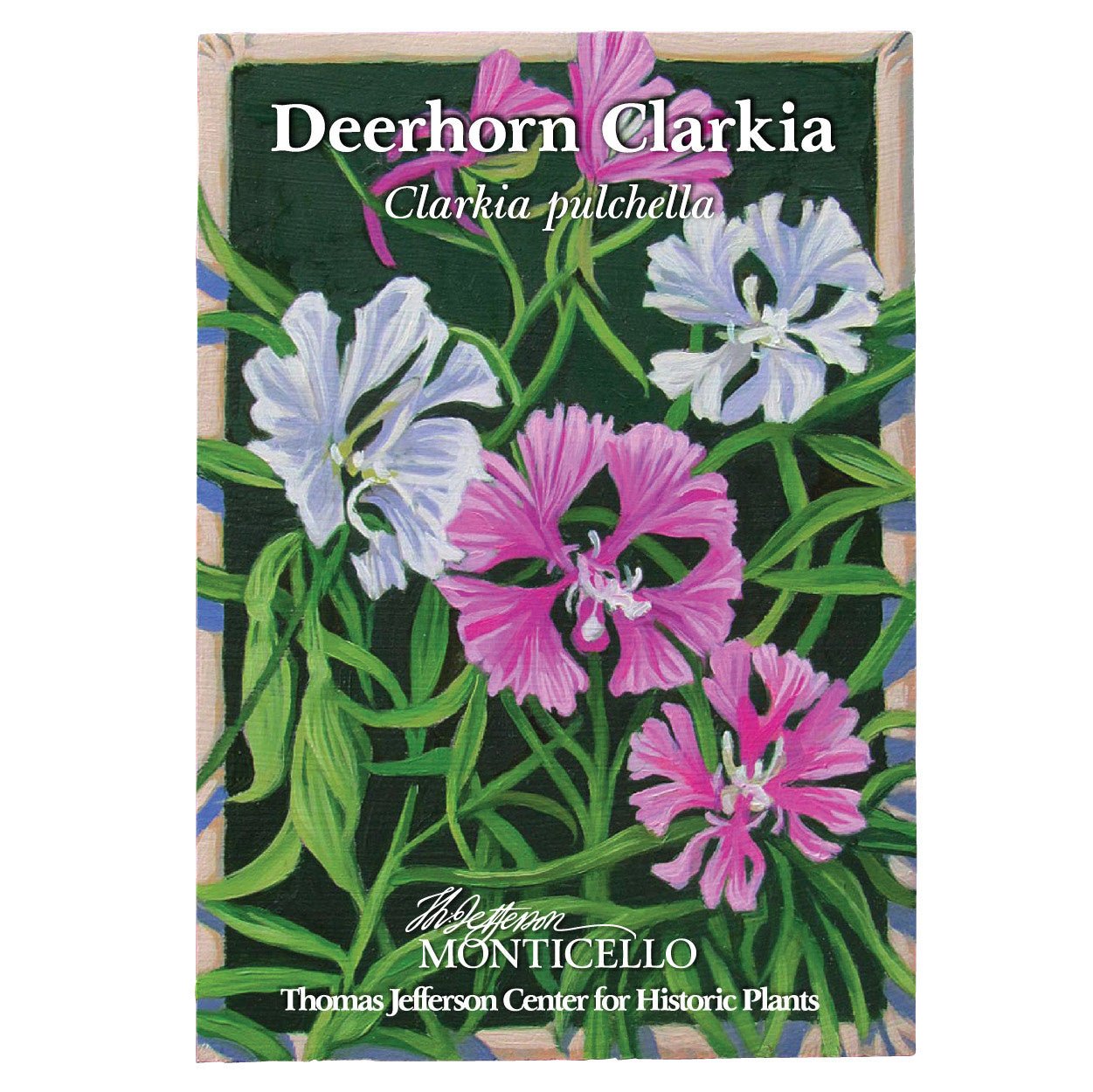 Buy Deerhorn Clarkia Seeds (Clarkia pulchella) - Premium Wildflower Seeds for Garden Landscaping & Pollinator Gardens