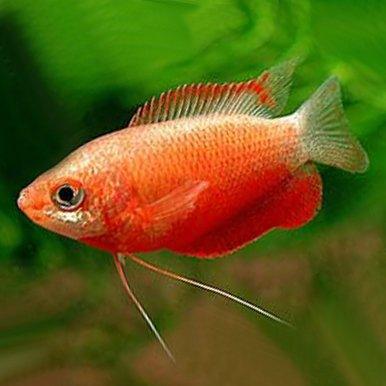 Red Honey Gourami (Trichogaster chuna) - Vibrant Freshwater Fish for Aquariums & Community Tanks | Perfect for Planted Tanks & Peaceful Home Aquascaping