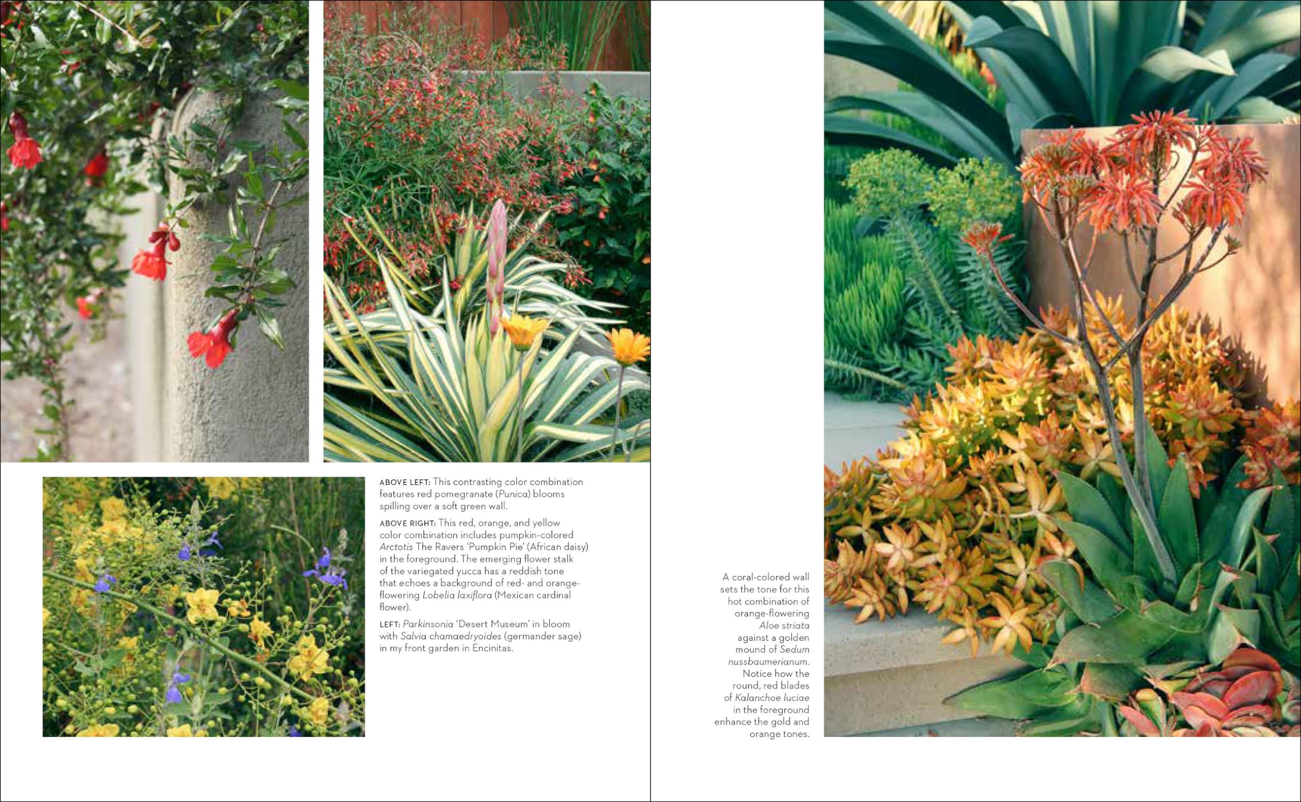 Vibrant Drought-Tolerant Plants & Stunning Dry Garden Designs - Waterwise Landscaping Ideas for Eco-Friendly Gardens | Perfect for Xeriscaping, Desert Gardens & Low-Maintenance Yards