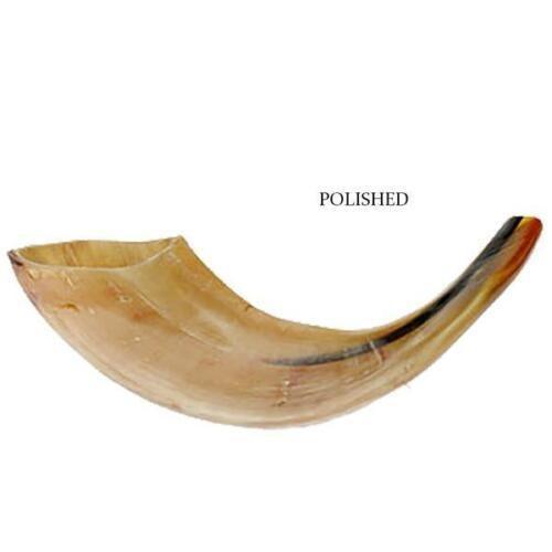 Natural Kosher Polished Ram Horn Shofar from Israel - 24-28 cm - Authentic Jewish Religious Ceremonial Instrument for Rosh Hashanah, Yom Kippur & Synagogue Worship