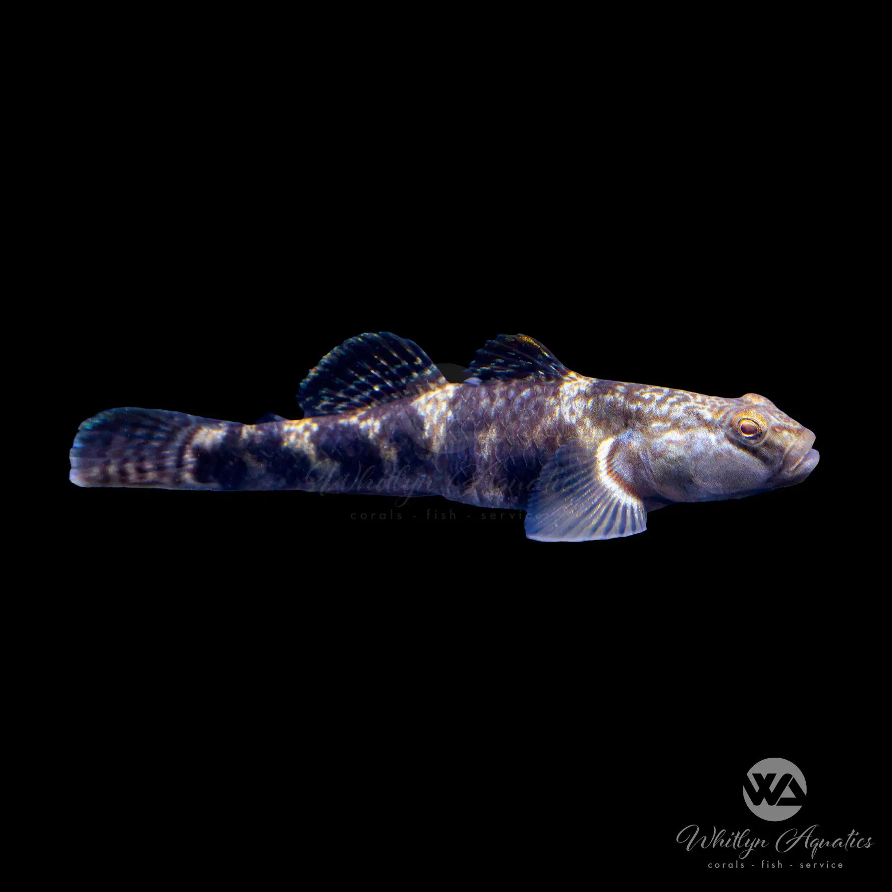 Pope's Carbon Goby Fish (Rhinogobius cliffordpopei) - Freshwater Aquarium Fish for Nano Tanks, Planted Aquariums & Aquatic Decorations