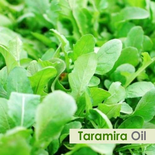 100% Pure & Natural Taramira Oil (Eruca Sativa) - Undiluted, Unrefined, Organic Essential Oil for Aromatherapy, Massage & Skin Care - 2000ml/67.6fl oz Bulk Therapeutic Grade Oil - Perfect for Diffusers, DIY Beauty Products & Holistic Wellness