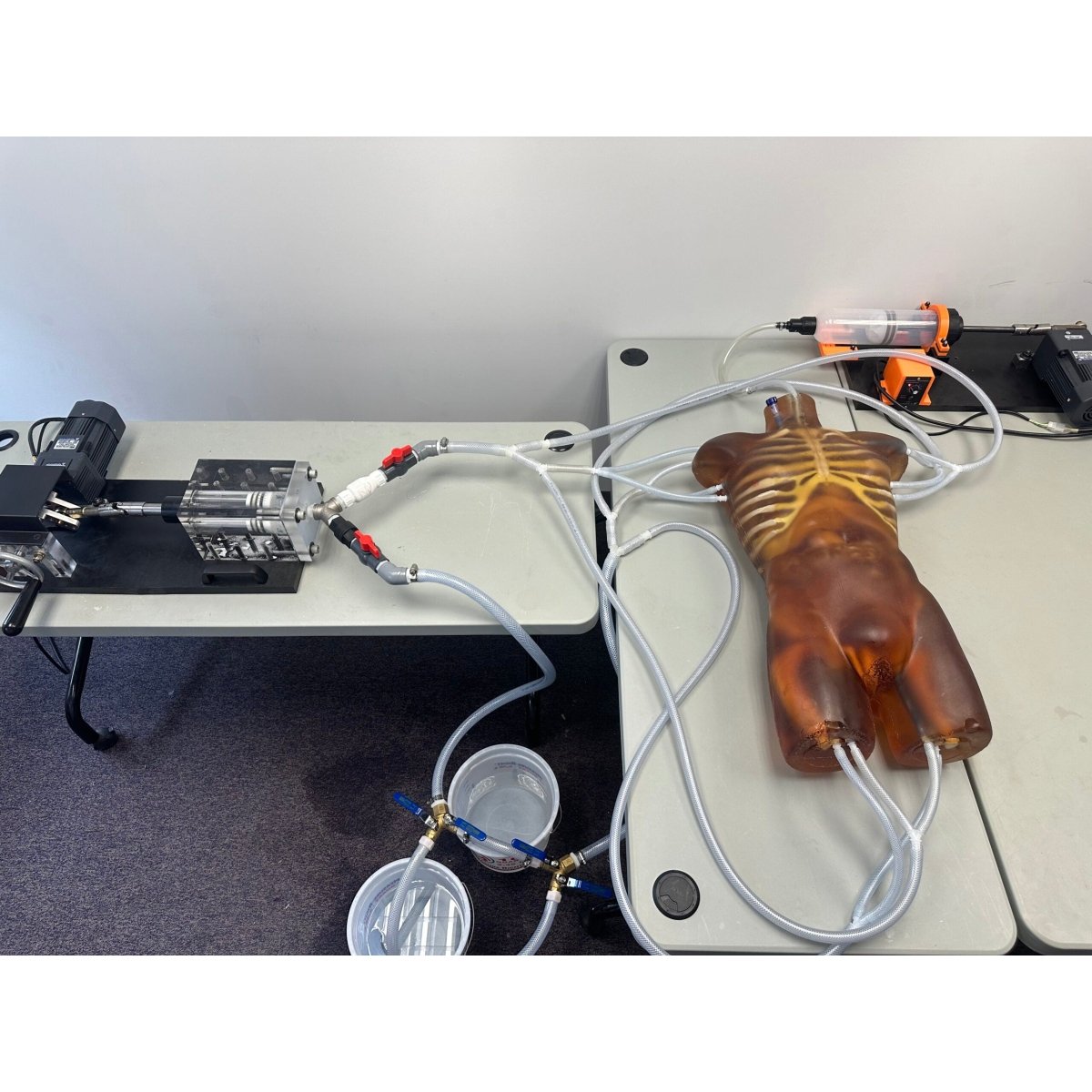 Dynamic Adult Torso Model with Heart Pump - Anatomical Teaching Tool for X-Ray, CT & Ultrasound Training - Perfect for Medical Education & Radiology Practice