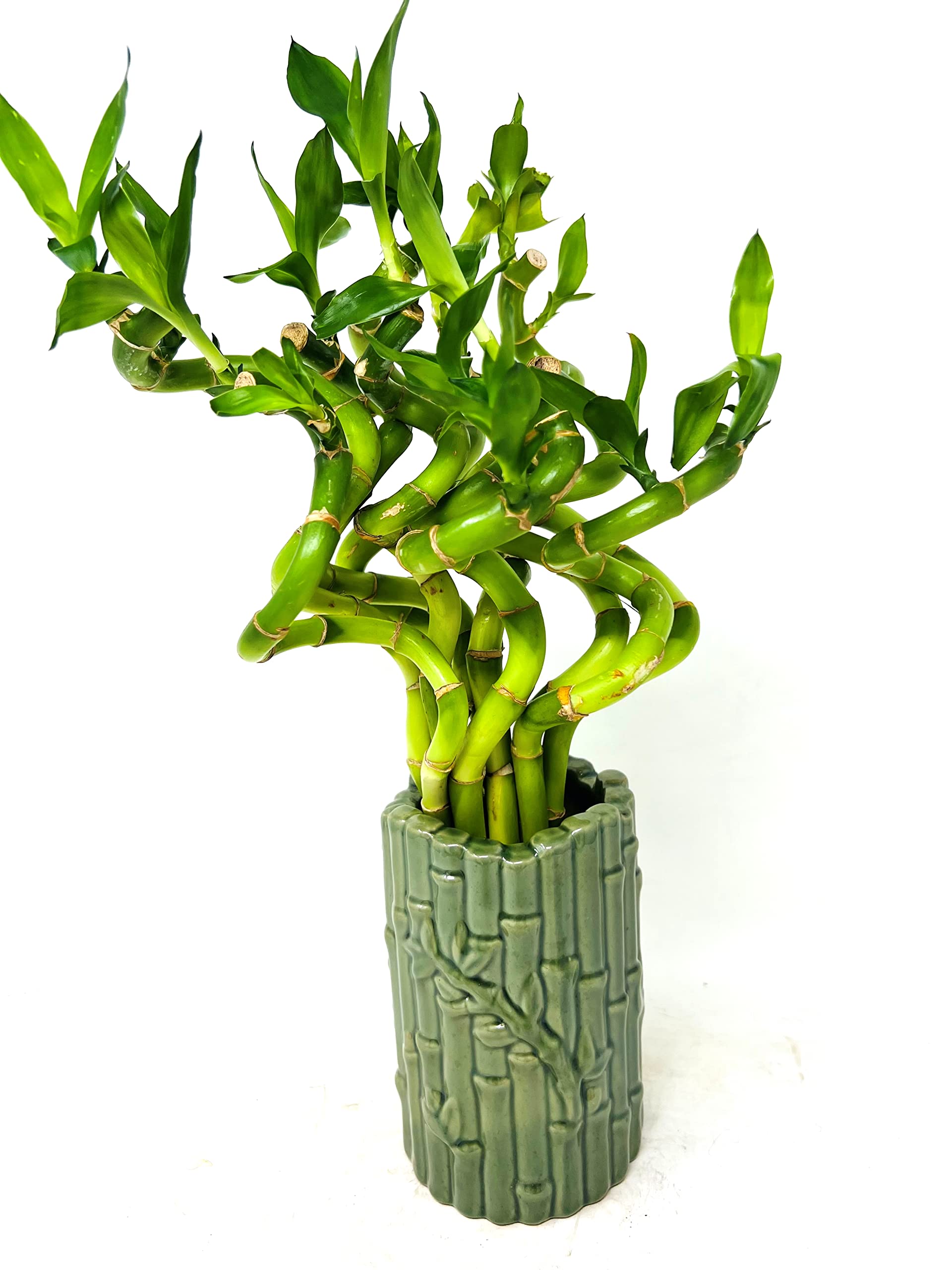 Lucky Bamboo Live Spiral Plant in Ceramic Vase - Feng Shui Home Decor for Office Desk, Living Room & Bedroom - Natural Air Purifier Houseplant for Good Fortune