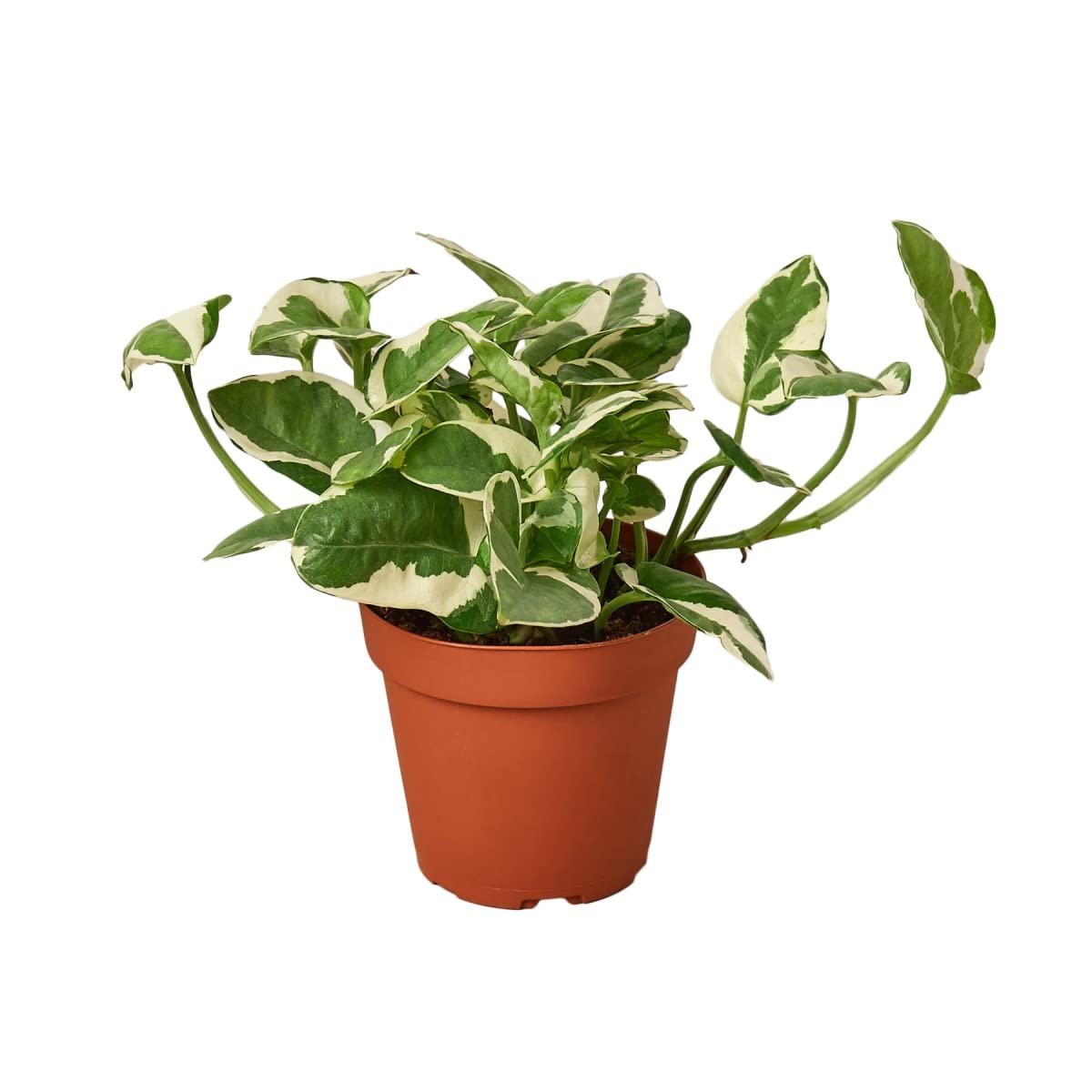 N Joy Pothos House Plant - 6 Inch Pot | Low Light Indoor Plant for Home, Office & Bathroom Decor | Easy Care Air Purifying Hanging or Tabletop Plant