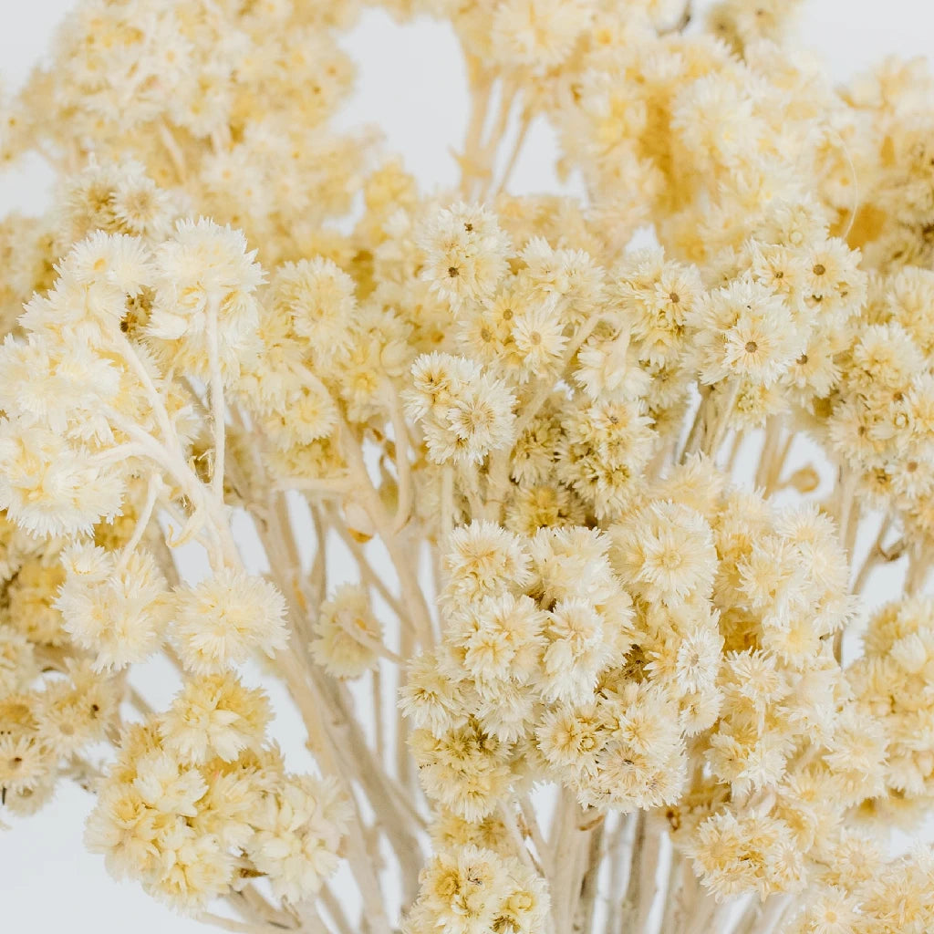 Premium Dried Andean Asters Flowers - Natural Bleached White for DIY Crafts, Home Decor & Wedding Bouquets | Bulk Wholesale for Floral Arrangements