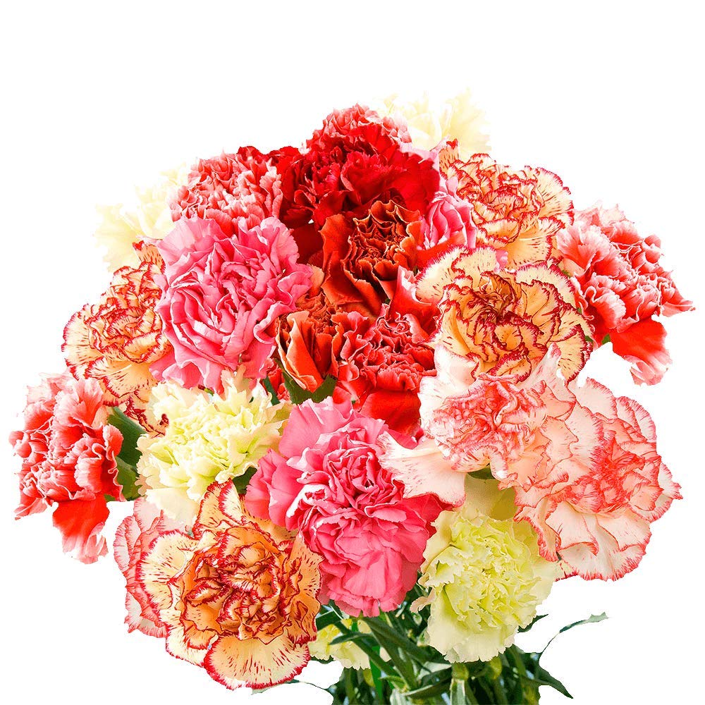 300 Fresh Novelty Carnations Bouquet - Premium Wedding, Birthday, Anniversary & Bridal Shower Flowers - Home Decor & Gift Delivery - Perfect for Centerpieces, Romantic Gifts & Special Occasions