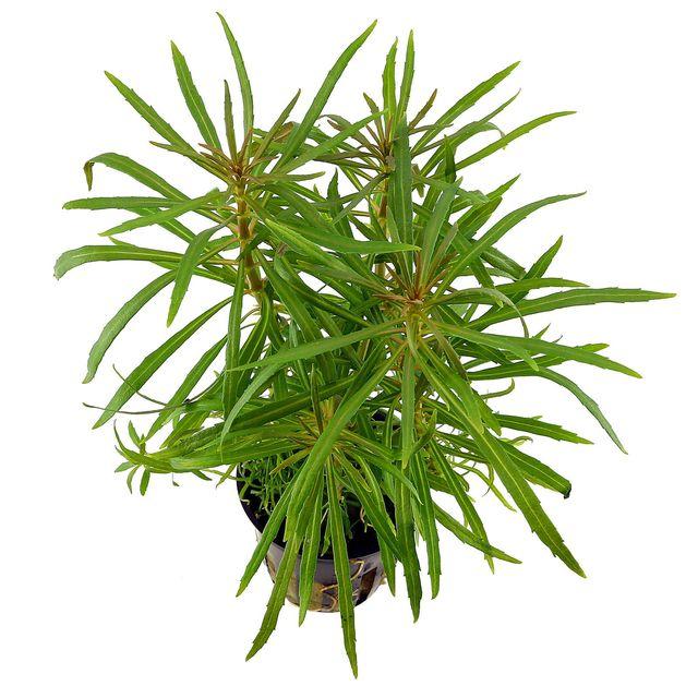 TCulture Pogostemon Stellata Aquatic Plant (Potted) - Perfect for Aquariums, Fish Tanks & Water Gardens