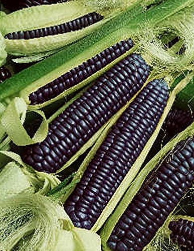 The Secret Garden of Blue Corn