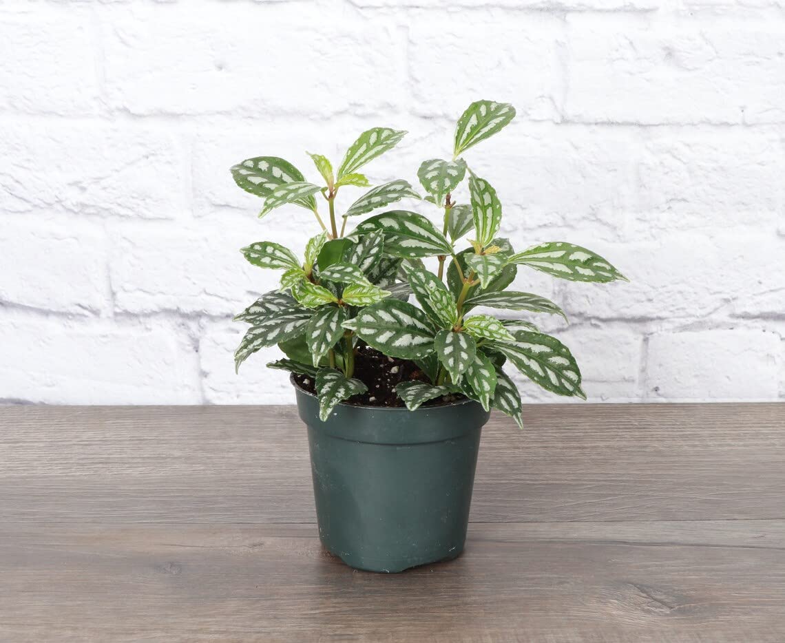 Thorsen's Greenhouse Live Aluminum Plant (Pilea Peperomioides) - 4