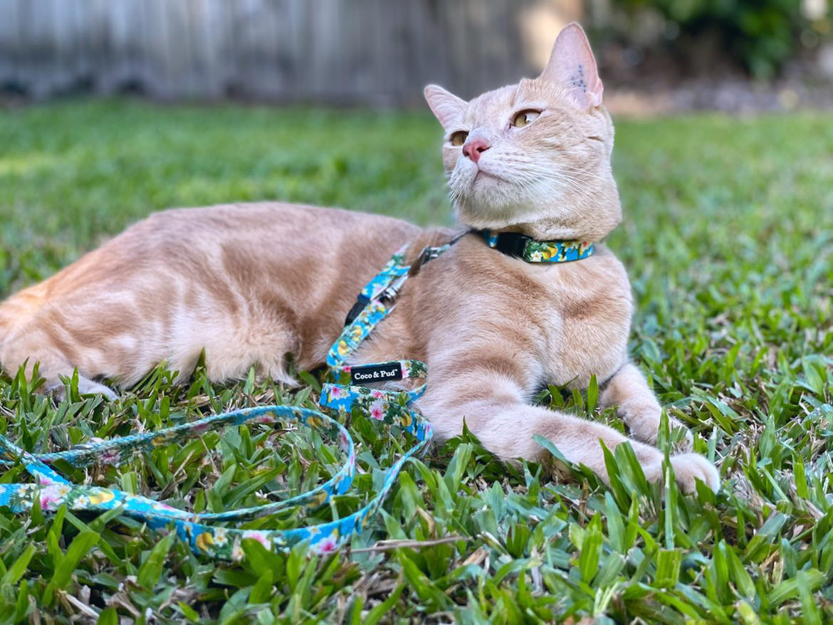 Flamingo Tropical Cat Lead - Adjustable Pet Leash for Small & Medium Cats - Perfect for Walking, Travel & Outdoor Adventures