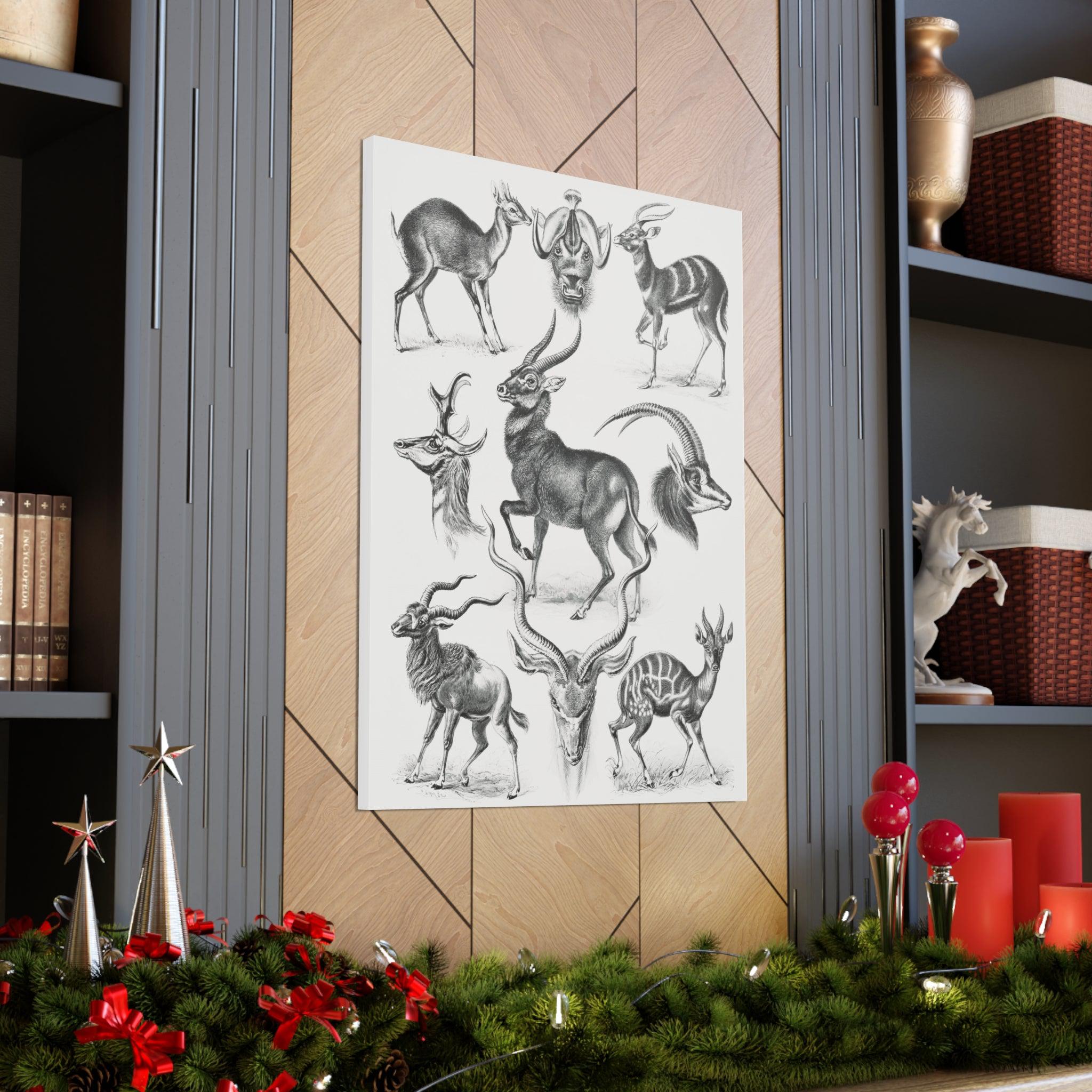 Antilopina Antilopen by Ernst Haeckel Vintage Wildlife Art Canvas Print - Perfect for Home Decor, Office Wall Art & Nature Lover Gifts