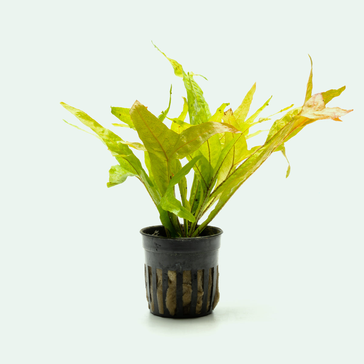 Microsorum Pteropus Fishtail - Java Fern Aquatic Plant for Freshwater Aquariums | Perfect for Fish Tanks, Aquascaping & Low-Light Aquarium Decor