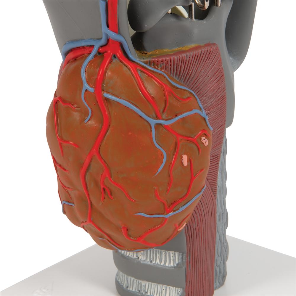 Premium 2.5X Enlarged Larynx Anatomy Model - Detailed Functional Human Throat Structure for Medical Students, Doctors & Speech Therapists - Perfect for Classroom Demonstrations & Clinical Training
