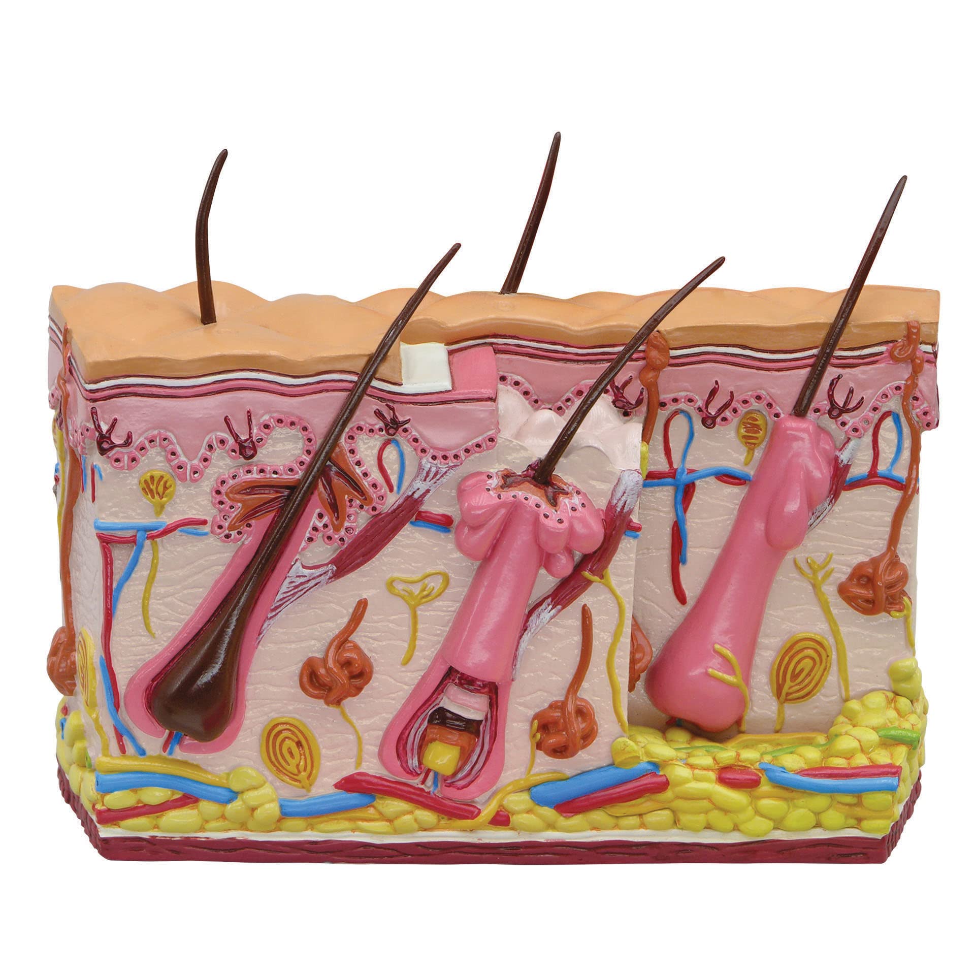 GPI Anatomicals - Aging Skin and Hair Loss Model, Human Anatomy Replica for Medical Education | Shows Aging vs Normal Skin | Ideal for Doctor Offices, Medical Schools & Physiology Learning | Perfect for Dermatology Training & Patient Education