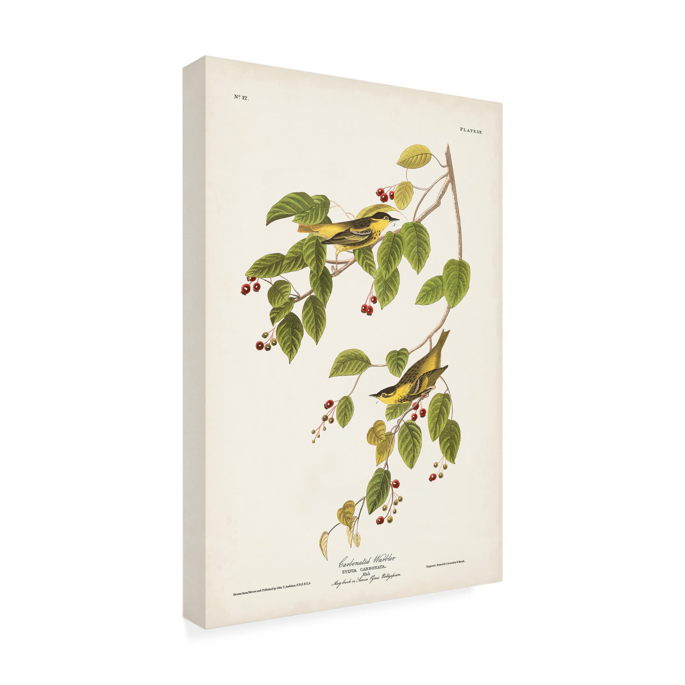 Trademark Fine Art 'Carbonated Warbler' Canvas Print by John James Audubon - 30x47 Inch Nature Bird Wall Art for Living Room, Bedroom & Office Decor