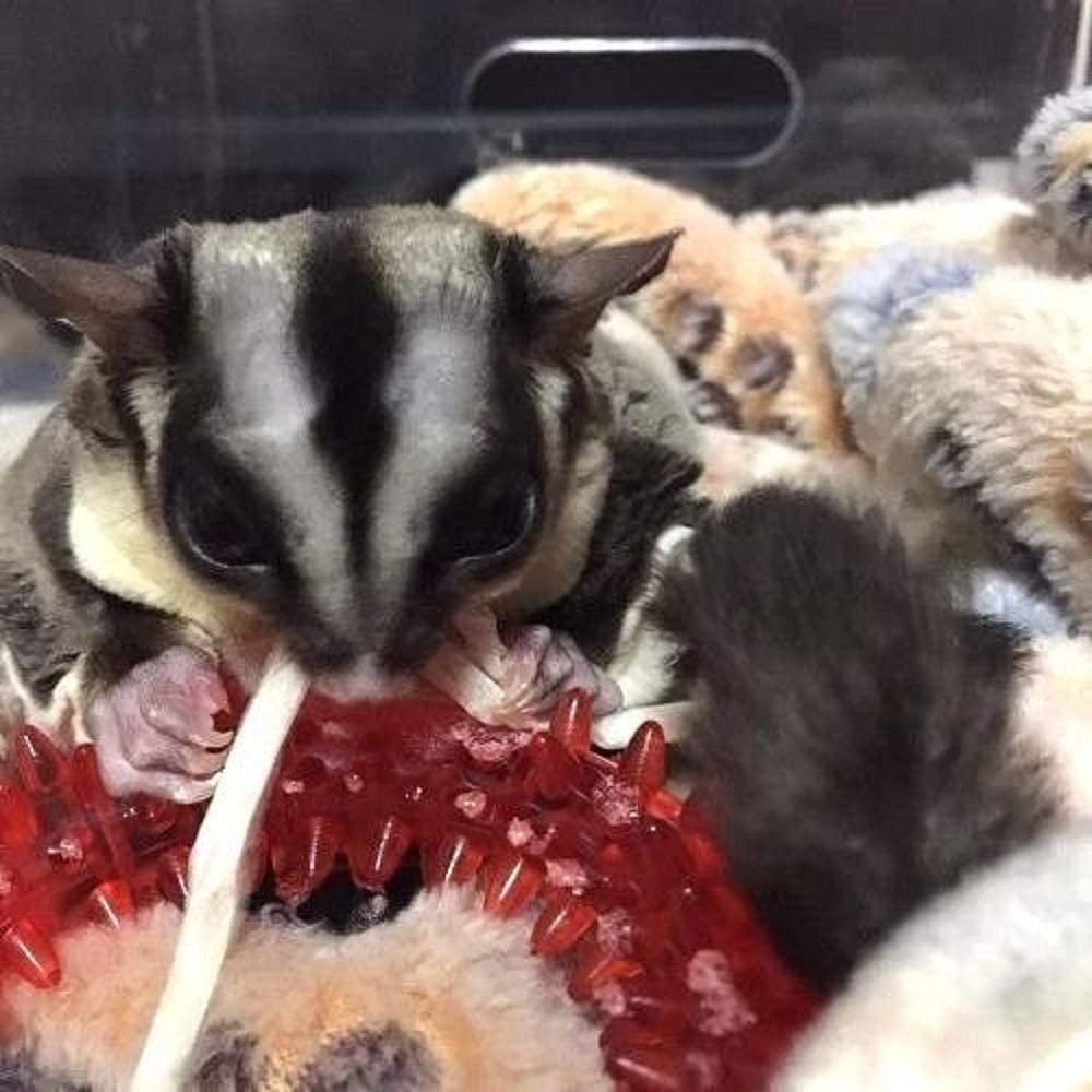 Fish Flavor Sugar Glider Hamster Treats - 3pc Small Animal Snacks for Chinchillas & Squirrels - Perfect for Training Rewards