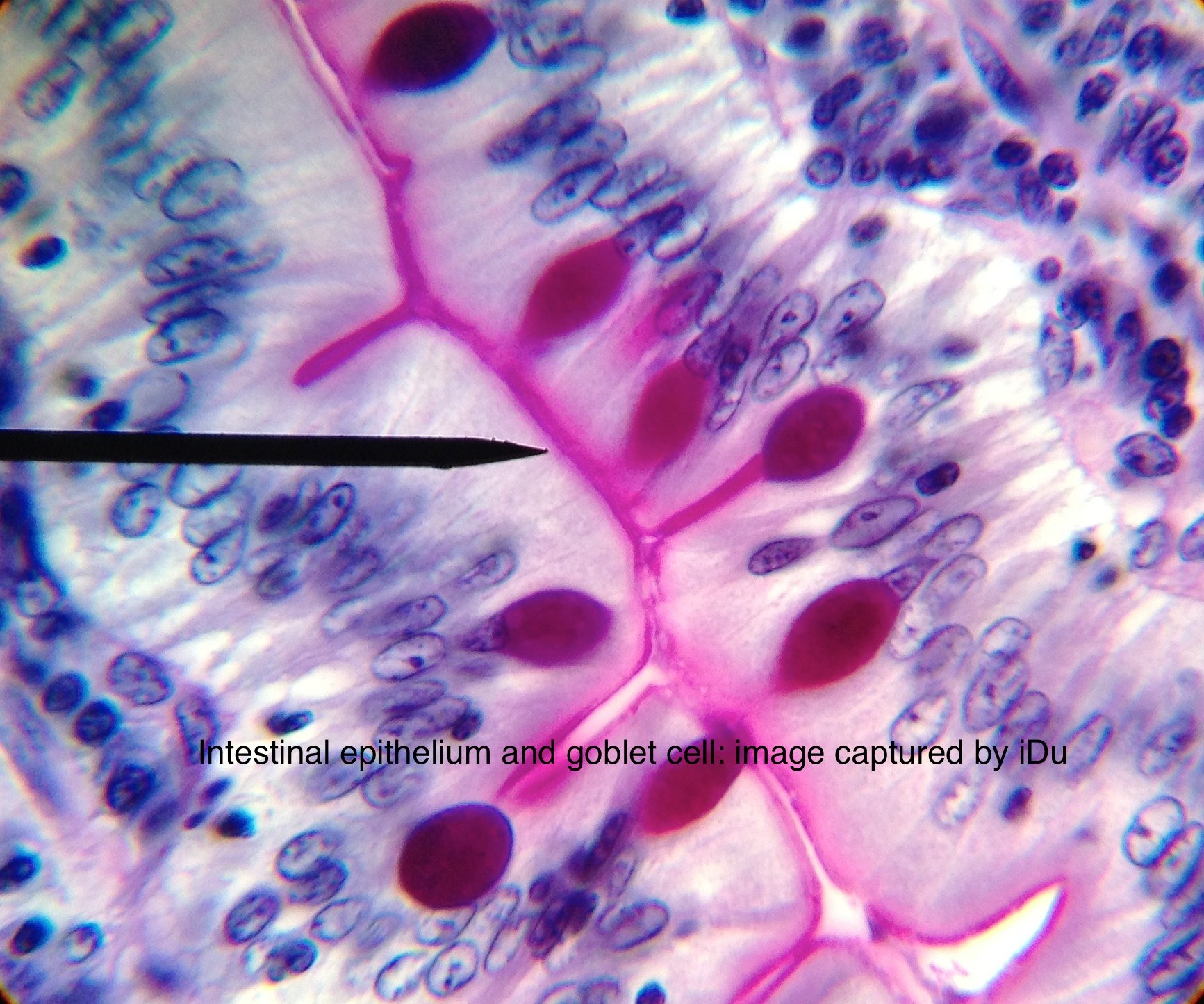 Universal Smartphone Microscope & Telescope Adapter for iPhone 11/XR - Compatible with Microscopes, Telescopes & Binoculars - Perfect for Science Labs, Nature Exploration & Astronomy Observation