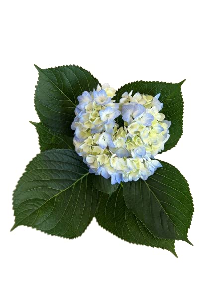 Premium Fresh Cut Blue Hydrangea Flowers - Pack of 15 Stems | Farm Direct | Perfect for Weddings, Home Decor & Floral Arrangements