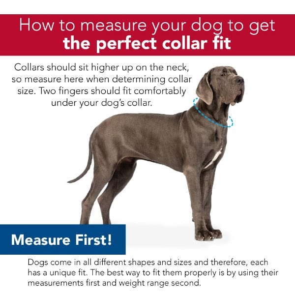 Lazer Brite Reflective Adjustable Dog Collar - High Visibility Pet Safety Collar for Night Walking, Running, and Outdoor Adventures