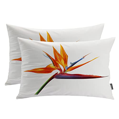 Flower 2 Strelitzia Orange