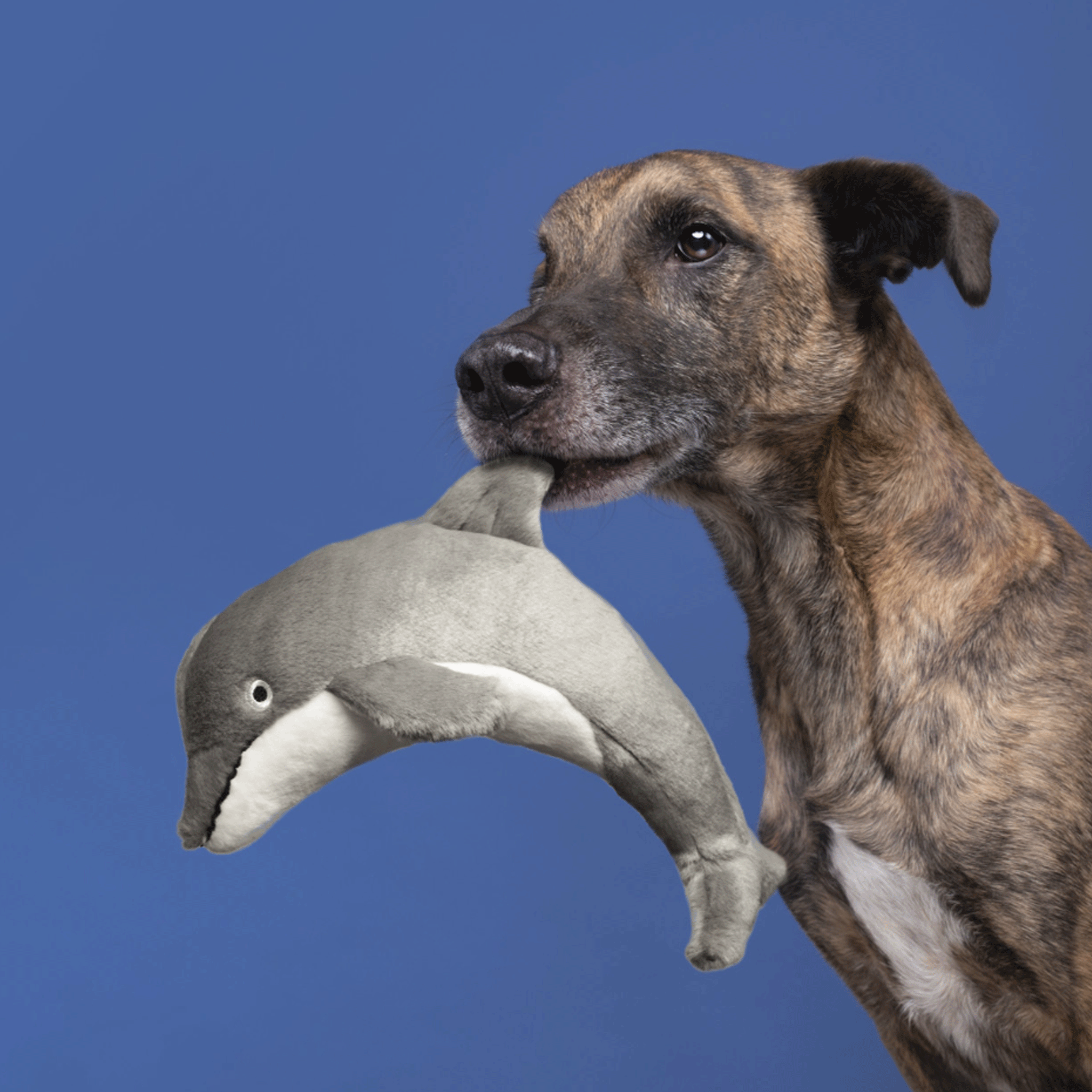 Fluff & Tuff Danny Dolphin Grey Dog Toy - Durable Chew-Proof Plush for Aggressive Chewers - Perfect for Indoor Play, Outdoor Fetch & Water Fun