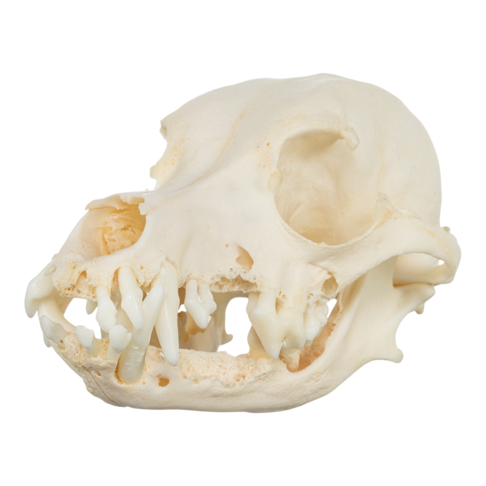 Authentic Corgi Dog Skull Specimen - Real Domestic Canine Skull for Veterinary Study, Dental Research & Halloween Decor