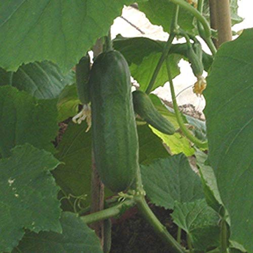 Premium Iznik F1 Hybrid Cucumber Seeds - High-Yield Turkish Variety (10 Seeds Pack) - Perfect for Home Gardens, Greenhouses & Organic Farming