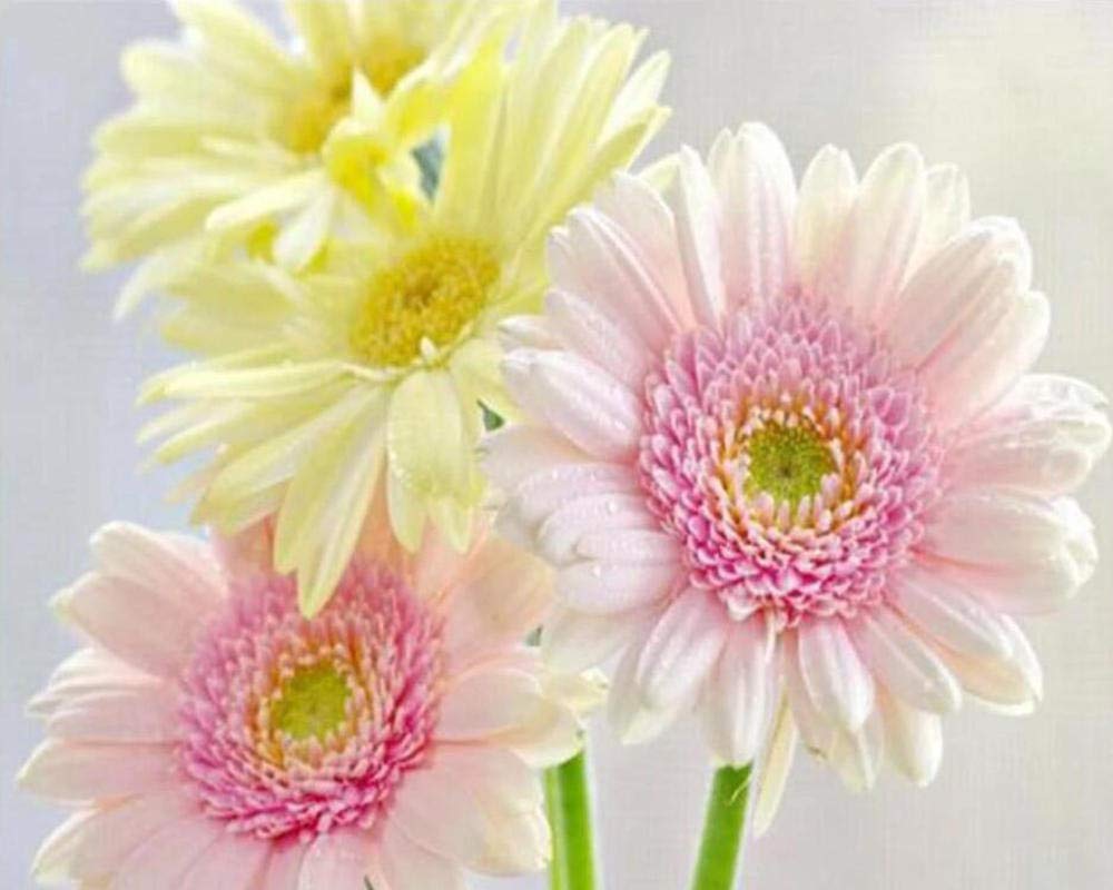 Diamond Painting Kits for Adults - Full Drill Crystal Embroidery Flower Art, 12x16 Inch Frameless Cross Stitch Wall Decor for Home Decoration | Perfect for DIY Crafts, Stress Relief & Living Room/Bedroom Decor