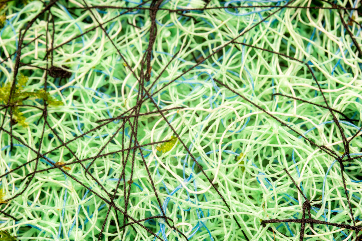 Anubias Minima Moss Fiber Mat for Aquarium - Live Aquatic Plant Carpet for Fish Tank Decor, Freshwater Plant Substrate | Perfect for Shrimp Tanks, Nano Aquascaping & Natural Aquarium Landscaping