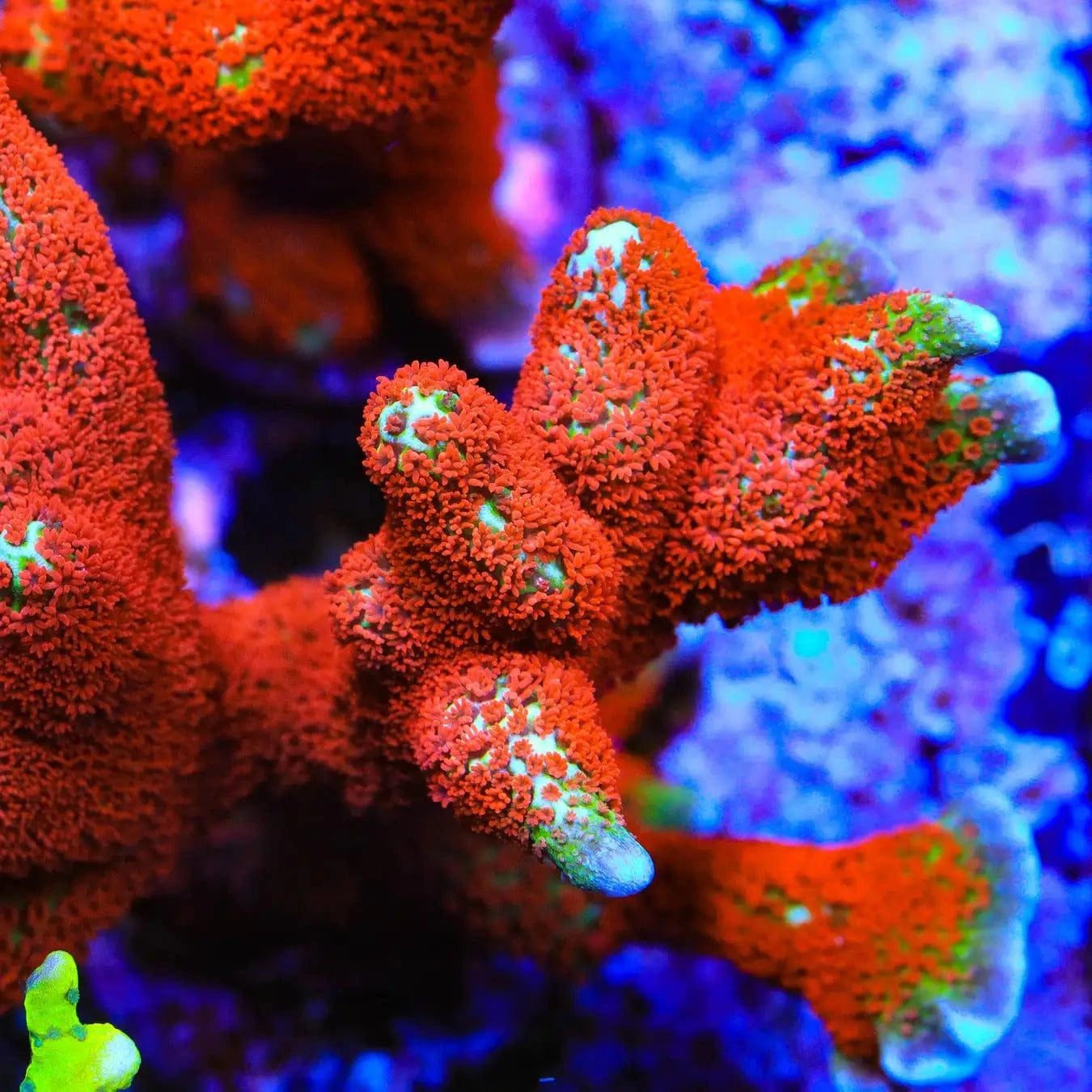 Premium Forest Fire Digitata Montipora Coral for Saltwater Aquariums - Vibrant Red & Orange SPS Coral for Reef Tanks