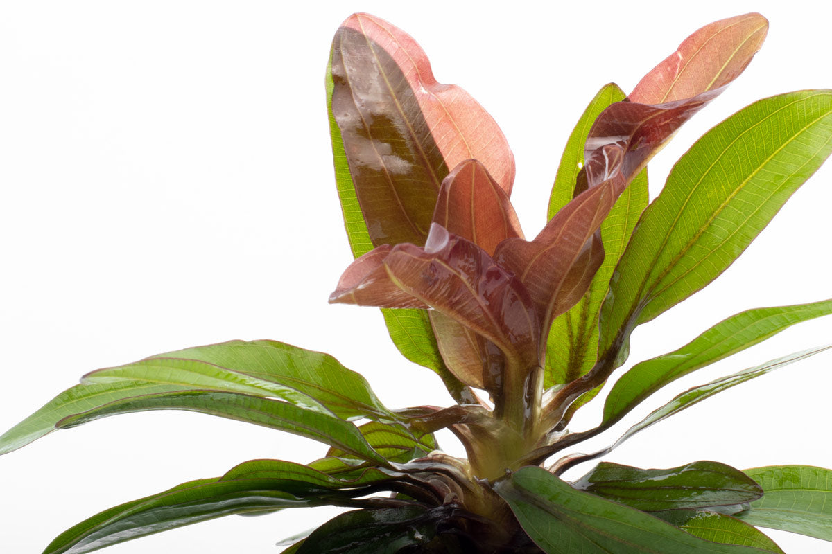 Echinodorus Red Rubin - Live Aquarium Plant for Freshwater Fish Tanks | Easy Care Aquatic Plant for Home & Office Aquascaping | Enhances Water Quality & Aesthetics